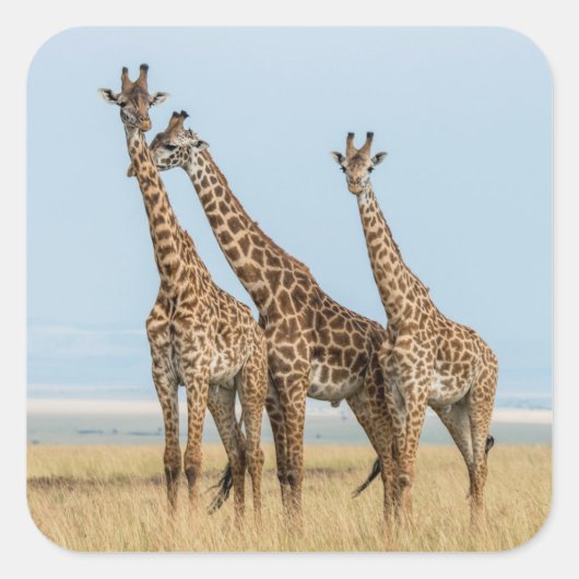 Drei Giraffen Posing Quadratischer Aufkleber (Vorderseite)