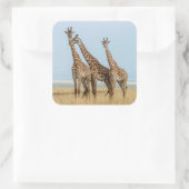 Drei Giraffen Posing Quadratischer Aufkleber (Tasche)