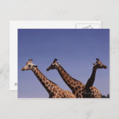 Drei Giraffen Postkarte (Vorne/Hinten)