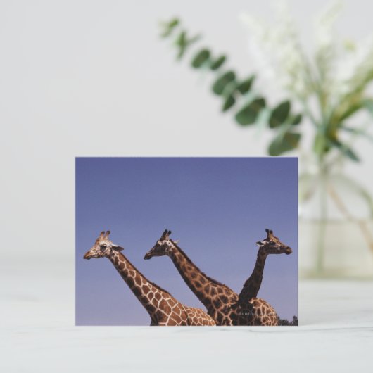 Drei Giraffen Postkarte (Stehend Vorderseite)