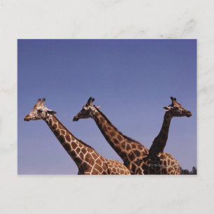 Drei Giraffen Postkarte