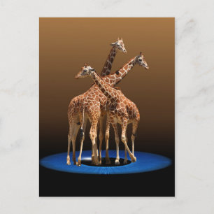 DREI GIRAFFES POSTKARTE