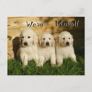 Drei goldene Retriever Welpen. Wir haben uns beweg Ankündigungspostkarte