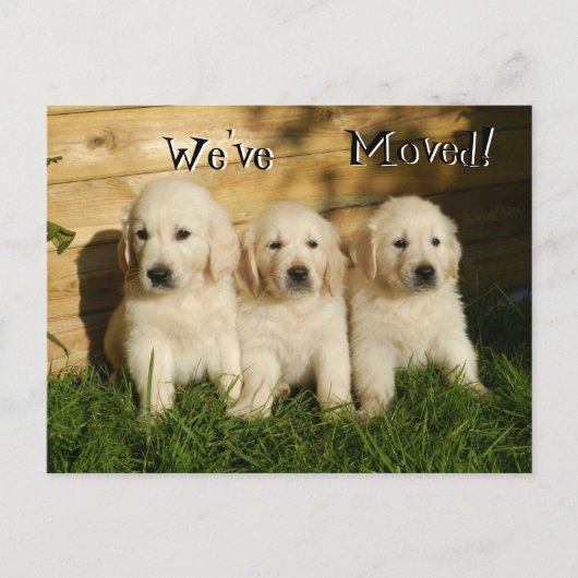 Drei goldene Retriever Welpen. Wir haben uns beweg Ankündigungspostkarte (Vorderseite)