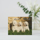 Drei goldene Retriever Welpen. Wir haben uns beweg Ankündigungspostkarte (Stehend Vorderseite)