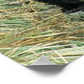 Drei Grizzly Bären Cubs oder Coys (Cub des Poster (Ecke)