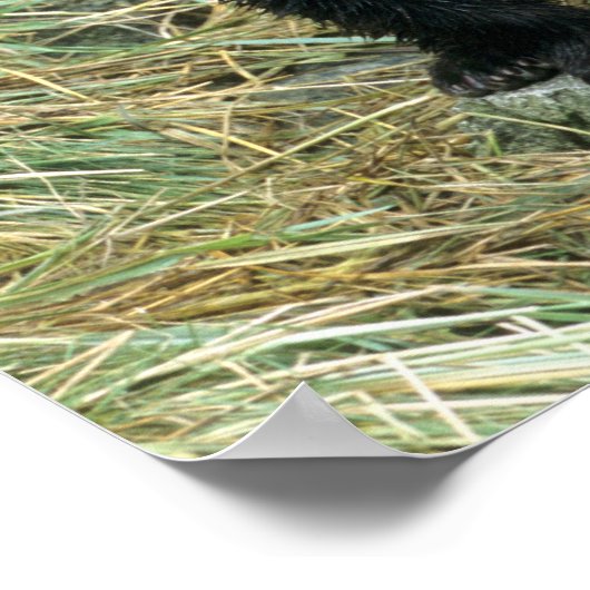 Drei Grizzly Bären Cubs oder Coys (Cub des Poster (Ecke)