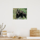 Drei Grizzly Bären Cubs oder Coys (Cub des Poster (Küche)