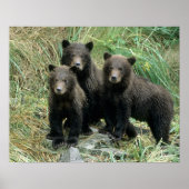 Drei Grizzly Bären Cubs oder Coys (Cub des Poster (Vorne)