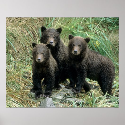 Drei Grizzly Bären Cubs oder Coys (Cub des Poster (Vorne)