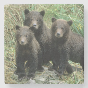 Drei Grizzlybären-Jungtiere oder Coys Steinuntersetzer
