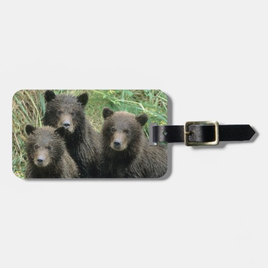 Drei Grizzlybären oder Coys Gepäckanhänger (Vorderseite horizontal)