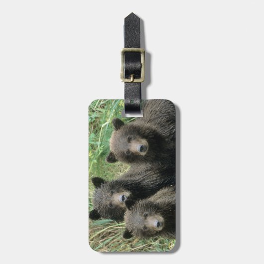 Drei Grizzlybären oder Coys Gepäckanhänger (Vorderseite vertikal)