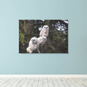 Drei große Hornhühner (Bubo Virginianus) Leinwanddruck (Insitu (Holzboden))