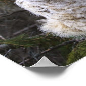 Drei große Hornhühner (Bubo Virginianus) Poster (Ecke)