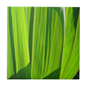 Drei Grüne Maisæ Fliese