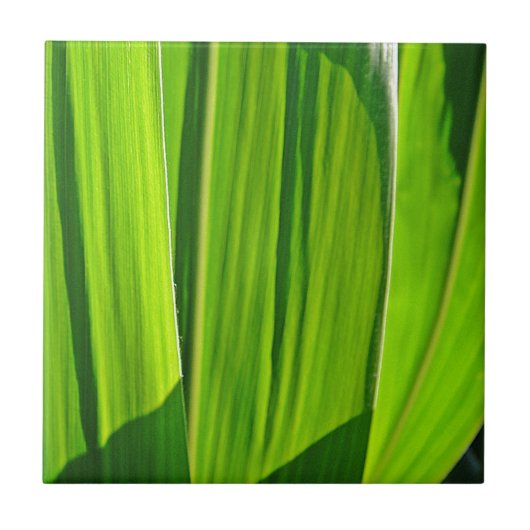 Drei Grüne Maisæ Fliese (Vorderseite)