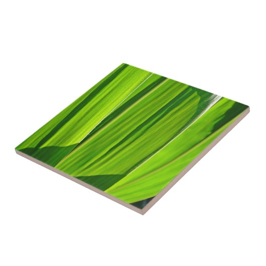 Drei Grüne Maisæ Fliese (Seite)