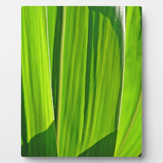 Drei Grüne Maisæ Fotoplatte (Vorderseite)