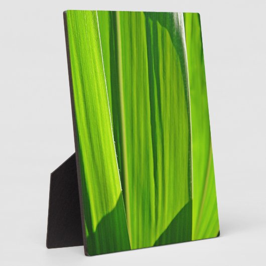 Drei Grüne Maisæ Fotoplatte (Seite)