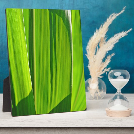 Drei Grüne Maisæ Fotoplatte (Seite)