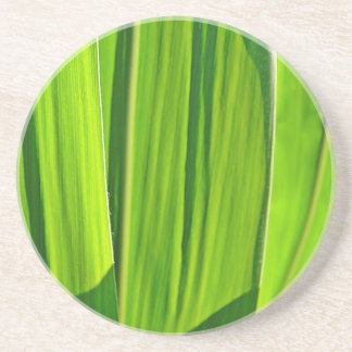 Drei Grüne Maisæ Getränkeuntersetzer