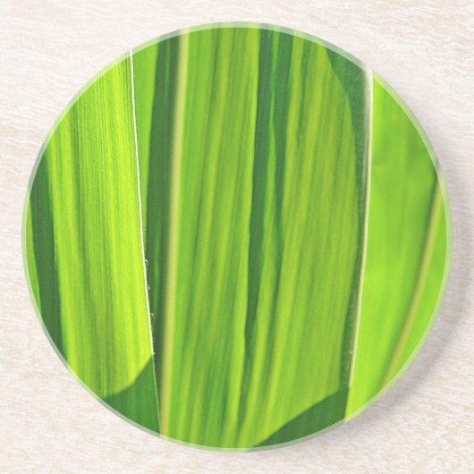 Drei Grüne Maisæ Getränkeuntersetzer (Vorne)