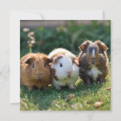 Drei Guinea von Säuglingen, Save The Date (Rückseite)