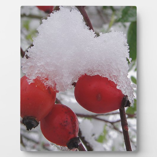 Drei Hagebutten mit Schnee Fotoplatte (Vorderseite)