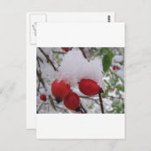 Drei Hagebutten mit Schnee Postkarte (Vorne/Hinten)