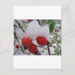 Drei Hagebutten mit Schnee Postkarte