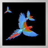 Drei handgezeichnete Macaws-Poster Poster (Vorne)