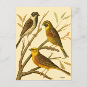 Drei Hausvögel auf einem Ast sitzend Postkarte