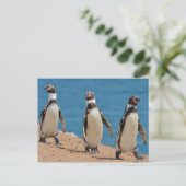 Drei Humboldt-Pinguine Postkarte (Stehend Vorderseite)
