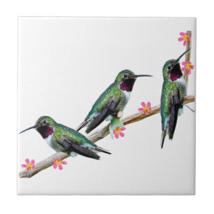 Drei Hummingvögel auf einem Ast Floss Silt Fliese