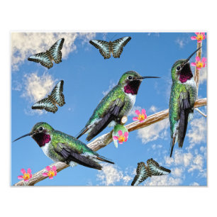 Drei Hummingvögel auf einem Ast Floss Silt Fotodruck