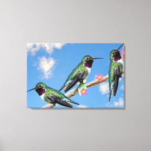 Drei Hummingvögel auf einem Zweig eines Feuers Leinwanddruck