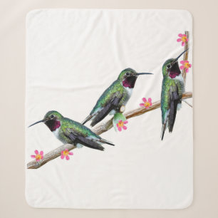 Drei Hummingvögel auf einem Zweig eines Feuers Sherpadecke