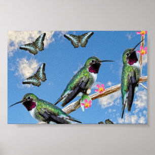Drei Hummingvögel auf einem Zweig-Poster Poster