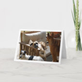 Drei Hunde Chilling Portrait Karte (Vorderseite)