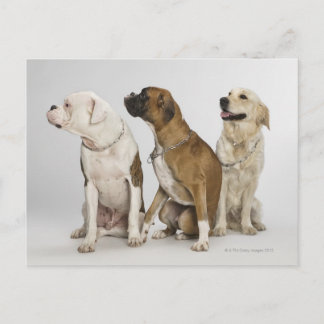 drei Hunde, die alle nach rechts schauen Postkarte