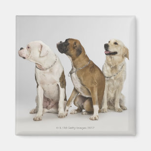 drei Hunde, die ganz rechts schauen Magnet