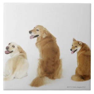 Drei Hunde, die Kamera betrachten Fliese