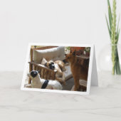 Drei Hunde Kühlkörper Karte (Vorderseite)