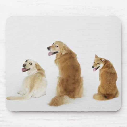 Drei Hunde mit Kamera Mousepad (Vorne)