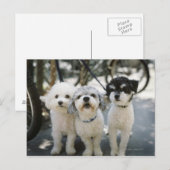 Drei Hunde Postkarte (Vorne/Hinten)