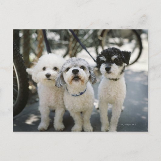Drei Hunde Postkarte (Vorderseite)