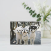 Drei Hunde Postkarte (Stehend Vorderseite)