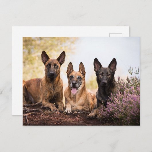 Drei Hunde Postkarte (Vorne/Hinten)
