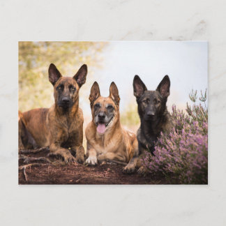 Drei Hunde Postkarte